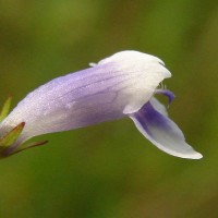 Lindernia hyssopioides (L.) Haines